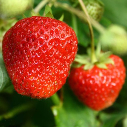 200 Granos Gigante Enorme Fresa Rara Fragaria Dulce Fruta Orgánica - Imagen 3 de 6