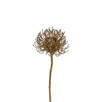 artplants Kunstblume Nadelkissen Protea Sondyl, Gold, 50Cm