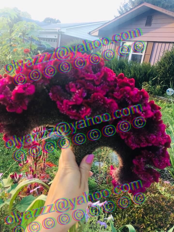 GIANT COCKSCOMB CELOSIA SEEDS. More than 100 +fresh seeds Approx.
