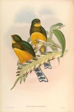 Vintage Reproduction Print - Size 7" x 5" - Birds of Asia - A008