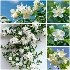 410 Climbing Jasmine Seeds for Planting - Fragrant White Flowering Vine - Eve...