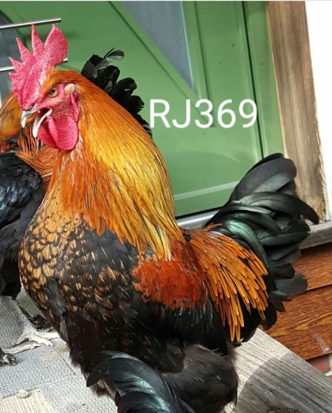 6+ French Black Copper Marans Fertile Hatching Eggs Award Winning ...