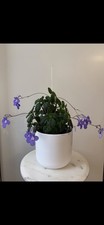 False African Violet