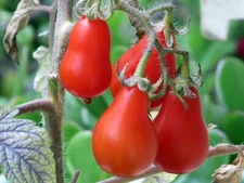 240+ Red Pear Tomato Seeds -------------------------------------- Heirloom