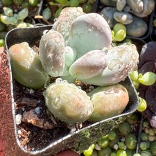 Moonstone Succulent Pachyphytum Oviferum Live...