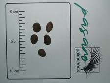 10x Palmen Samen Butia capitata / odorata (Geleepalme)