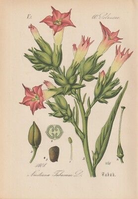 vin tobacco Virginische Tabak (Nicotiana tabacum) Chromo-Lithographie von 1884 Antik  Art Vin
