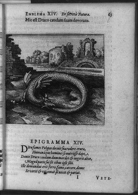Hic est draco caudum suam devorans,dragons,tail,alchemy,Oppenheim,J Bry,1618