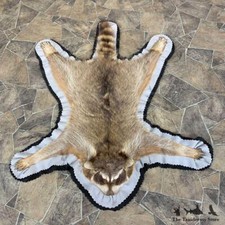 #23664 E | Raccoon Taxidermy Rug For Sale