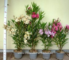 Oleander Pflanze NO15 60-70cm 3l Topf CITRUSGELB Tolle, Neue