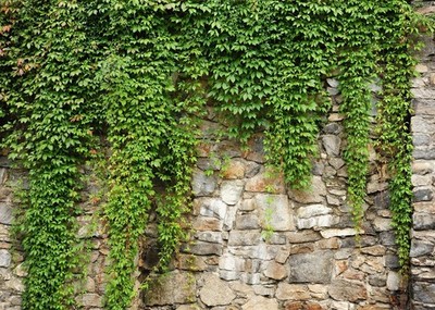 7x5ft Fabric Green Leaves Wall Backdrop Old Stone Wall with Green Leaves Vine...