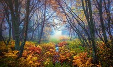 Landscape fall forest red leaves trees clearing outdoors Custom Gaming Mat Desk