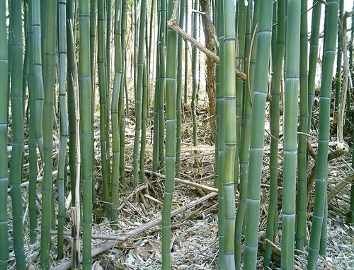 Phyllostachys aureosulcata Yellow Groove Bamboo Rhizome Cuttings 3ct Zone 5
