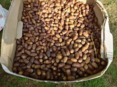 100 Acorns, seeds, Sorted from Mature English Oak Tree (Berkshire UK)