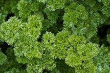 Parsley Herb Seeds , Moss Curled Parsley Seeds, 