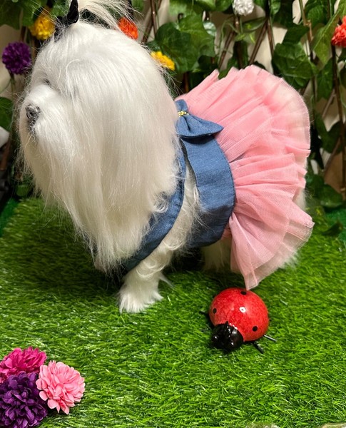 ropa de perro