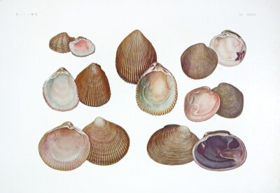 1931 Original Vintage Folio Print Japanese Aquatic Animals Venus, Clam Shells