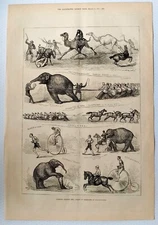 Illustrated London News 1877 print ANIMALS AGAINST MEN - FEATS OF STRENGTH