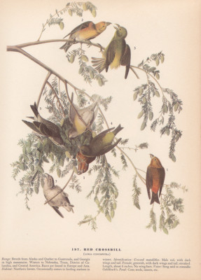 Audubon 1942 Vintage Birds #197 ''RED Crossbill'' Full Color Art Plate Lithograph