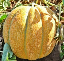 Seeds Melon Ethiopian Super Sweet Rare Fruit NON GMO Organic Heirloom