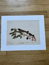 Birds And Wildlife Art Print Glossy Pages