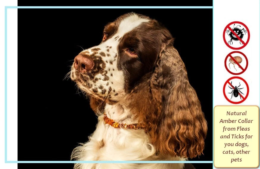 Organic Raw Baltic Amber Collar for Dogs and Cats Pets
Opens in a new window or tab