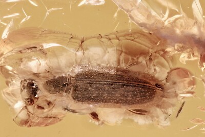 Great ANT-LIKE FLOWER BEETLE  Anthicidae Macratria BALTIC AMBER + HQ Pic 240228