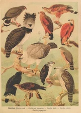 BIRD Animals Vintage Postcard CPSM #PBR553.U