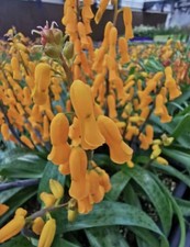 Lachenalia flava, Bulbs, 06/12/2025