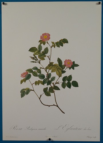 P.J. Redoute Roses "Rosa Rubiginosa Nemoralis" Published by Wellfleet Press 