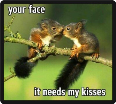 Funny Squirrel Humor Your Face It Needs My Kisses Refrigerator Magnet