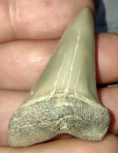 Real Fossil Lee Creek Aurora Extinct Great White Mako Shark Tooth Sharks Teeth - Picture 6 of 8