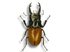 Odontolabis sarasinorum Stag 45mm Beetle Insect Bug Unmounted in USA
