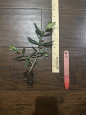 Leccino Olive Tree (Olea europaea) 1 Live TC Plant/Plug –4-8