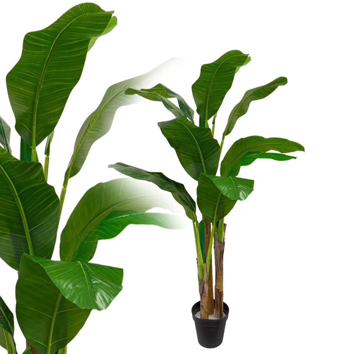dracaena fragrans soil Dracaena Cane Massangeana | Cane Plant main image 1