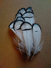 Fly tying / Native crafts / cards / art- Lady Amherst's Pheasant collar feathers