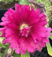 Queens Purple Hollyhock SEEDS cottage garden Combined Shipping