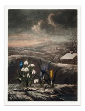 THE SNOWDROPS 1807 Temple of Flora Botanical Art Print - Wall Decor