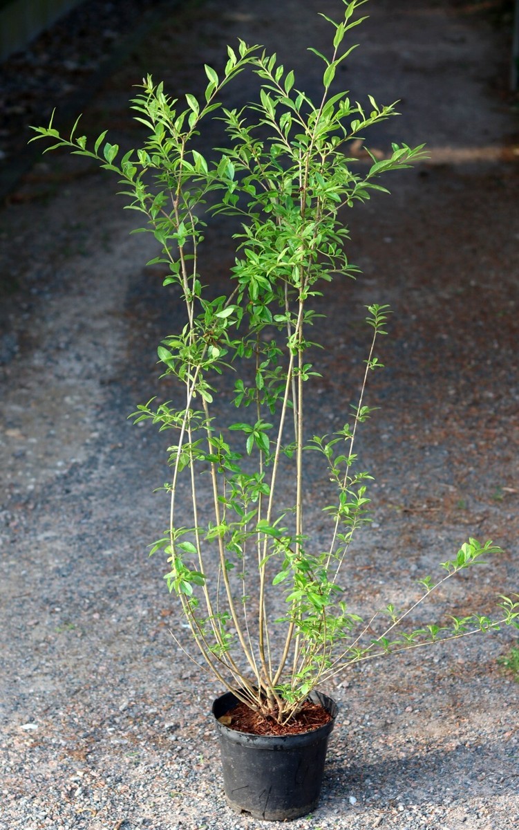 Wintergrner Liguster Ligustrum vulgare 'Atrovirens' 60 - 100 cm im  Container | eBay.de