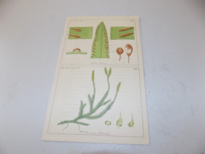 1848 Antique Floral Print  / HART S TONGUE & COMMON CLUB-MOSS