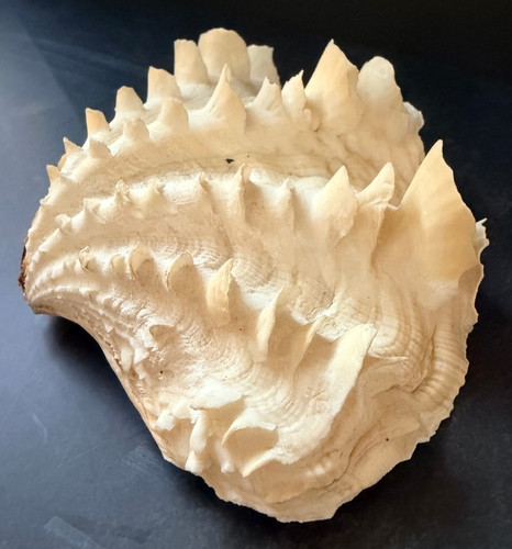 Tridacna Squamosa Fluted Ruffled Clam Shell 5.5" Good Condition Decor