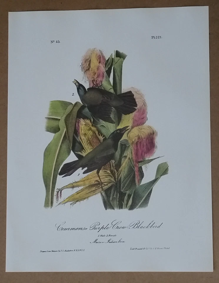 Audubon Octavo "Common Purple Crow Blackbird" Pl 221 Birds of America Book Print - Image 2 of 4