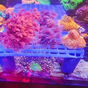 Cornbred's Hot Girl Summer Goniopora - Frag Pack - LIVE CORAL