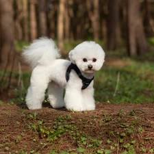 Small Dog 3XS-L Breathable Harness Mesh Leash Set Vest Chest Strap