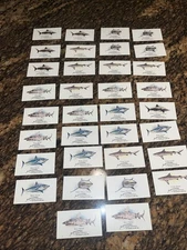 Tiger Shark 2008 Topps Allen and Ginter Mini World's Deadliest Shark 34 Cards