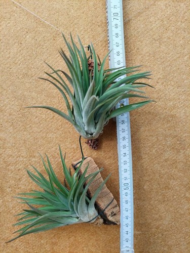 Tillandsia velutina, aufgebunden, sehr kompakte Form - Bild 2 von 2