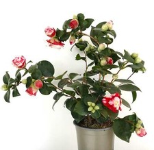 Camellia japonica cv GENERAL COLETTI - - Red-White Flowers