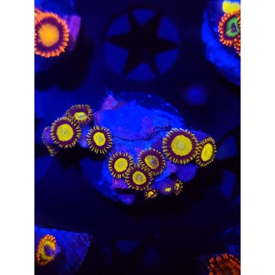 King Midas Zoanthid Frag, WYSIWYG!