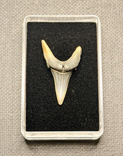 Fossil Otodus shark tooth, London clay Uk