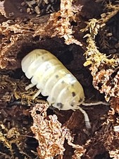 Japanese Magic Potion Isopods Bioactive Clean-Up Crew Armadillidium Vulgare 15 